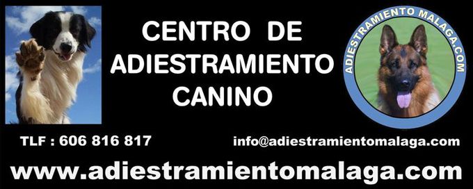 CENTRO DE ADIESTRAMIENTO CANINO - ADIESTRAMIENTO MALAGA.
Web: www.adiestramientomalaga.com   Teléf.  606 816 817